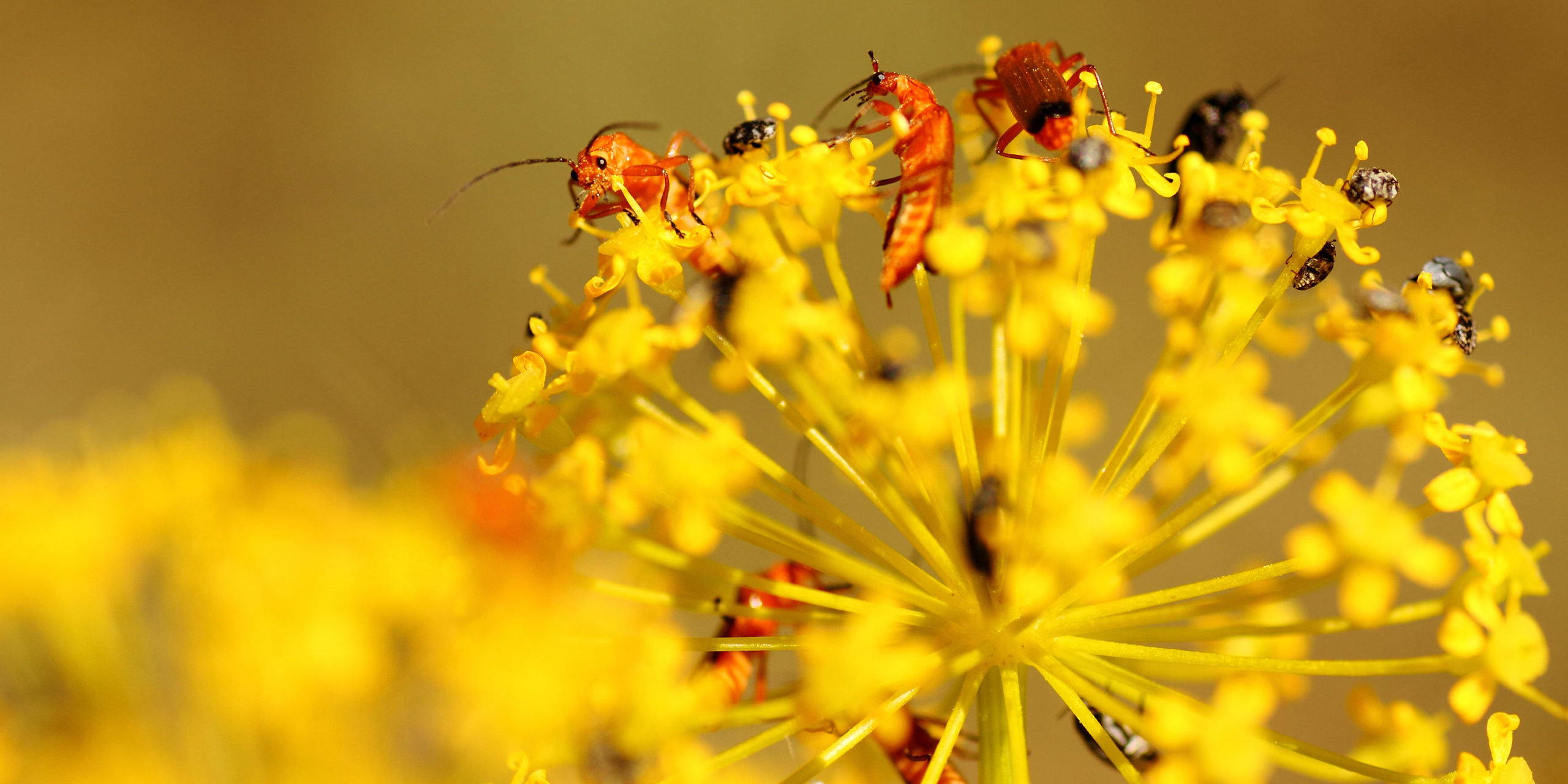 Accesitt Alcala Naturalmente 2013