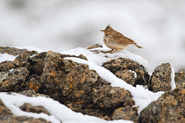 ALCALA NATURALMENTE 2016