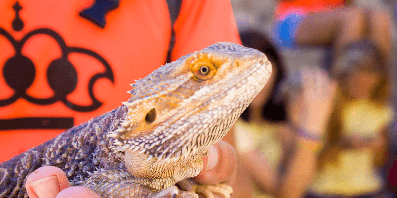 CENTRO DE RESCATE (14)