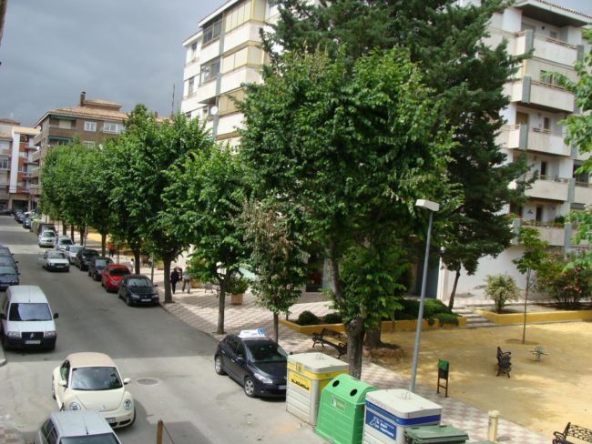 TRATAMIENTO FITOSANITARIO