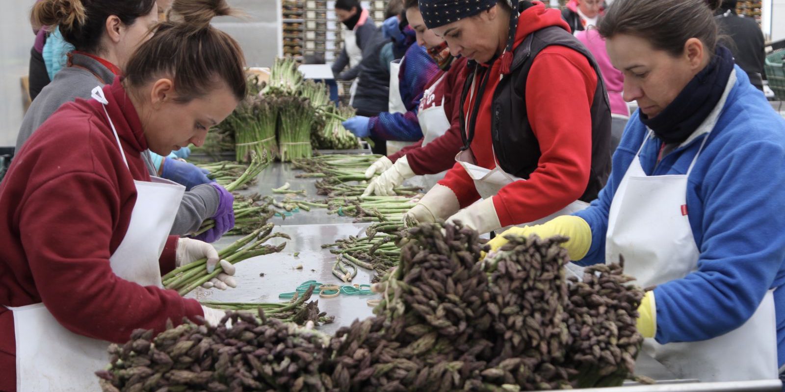 trabajadoras esparragos alcala