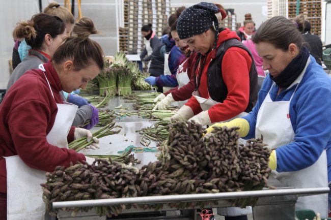 trabajadoras esparragos alcala