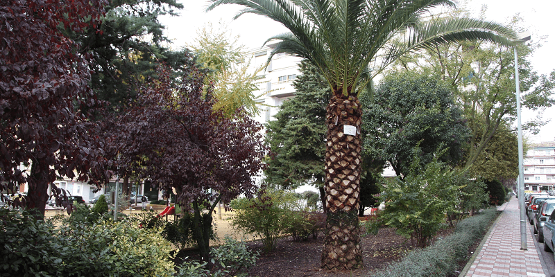 ARREGLOS-PALMERAS-2016