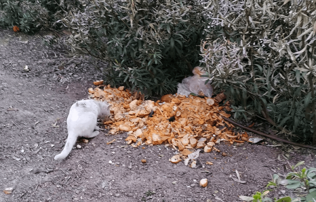 COMIDA GATOS