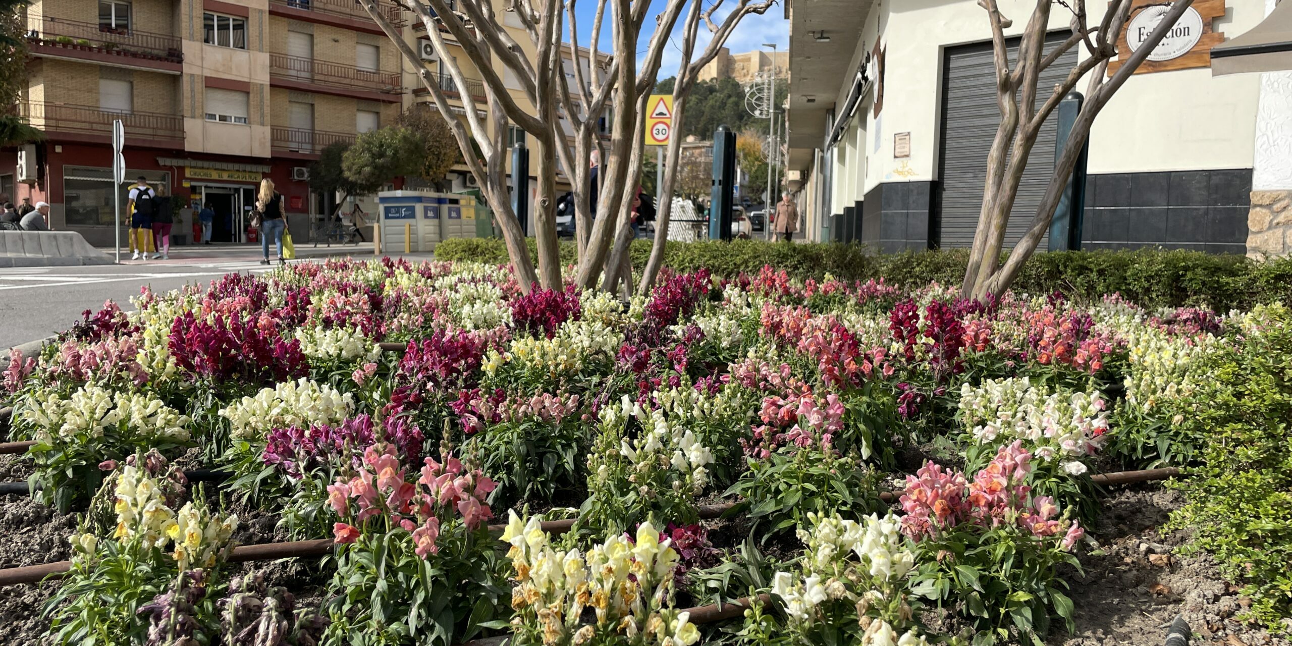 Parterre con flores, plantas