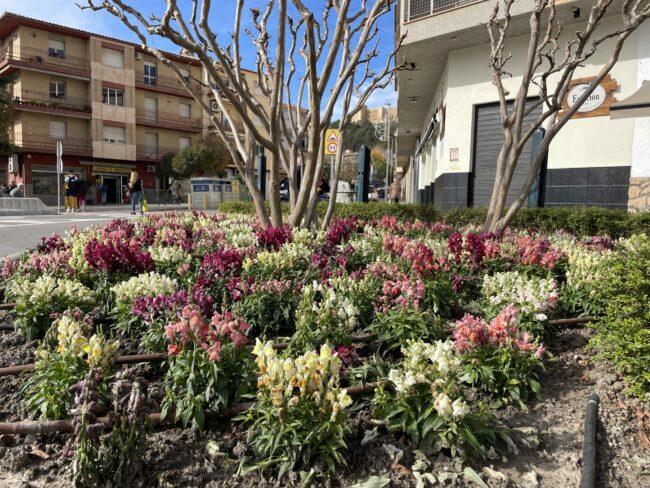 Parterre con flores, plantas