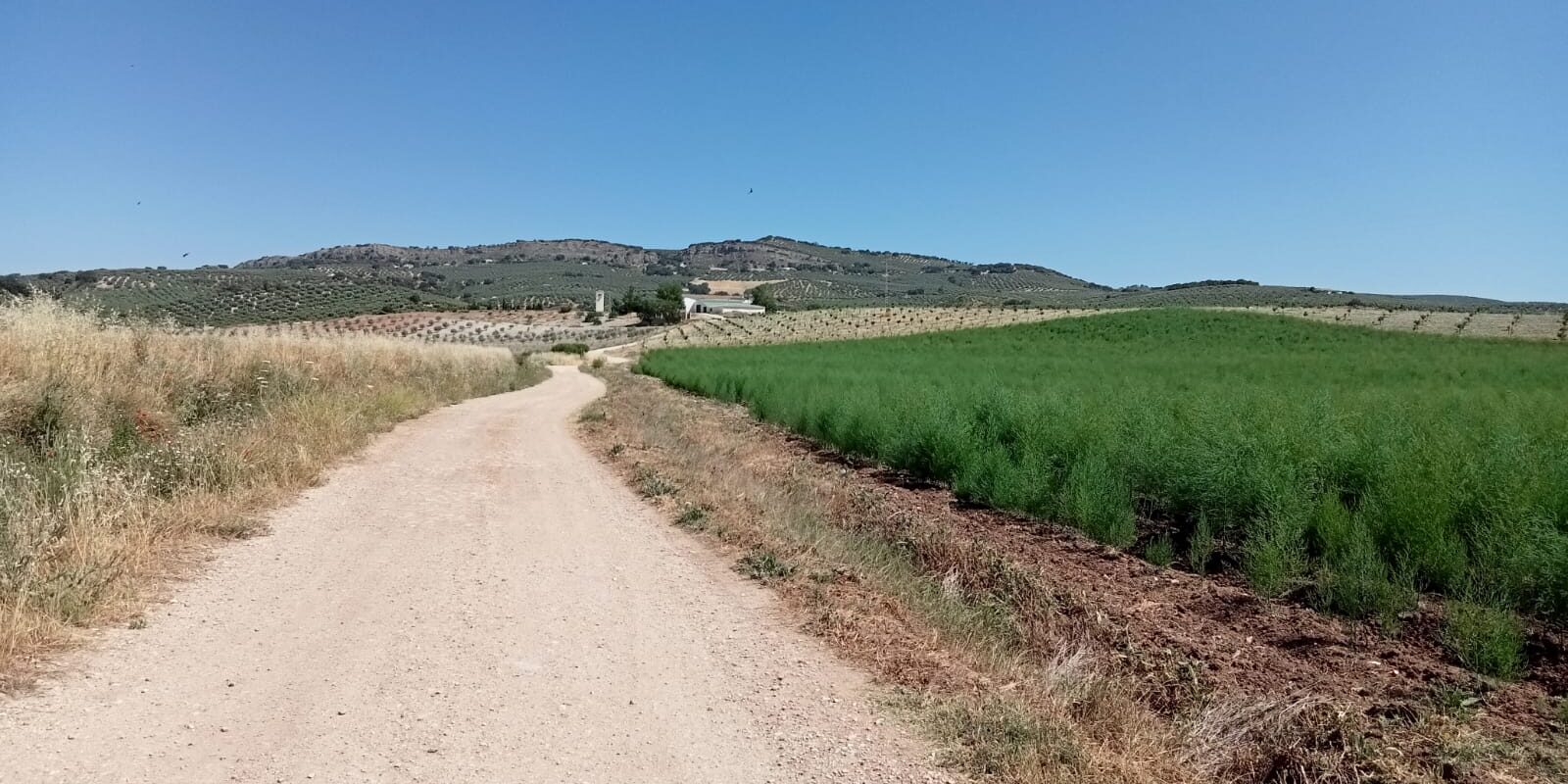 foto camino rural
