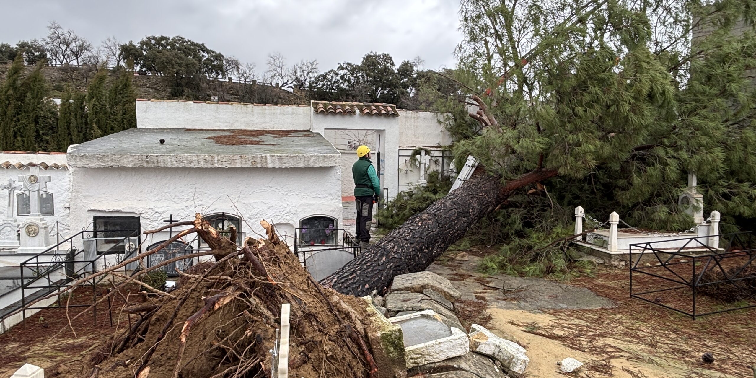 Árbol caído cementerio Santa Ana