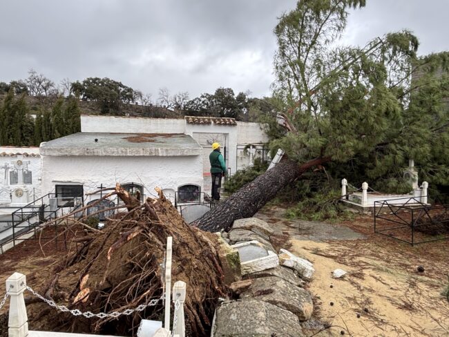 Árbol caído cementerio Santa Ana