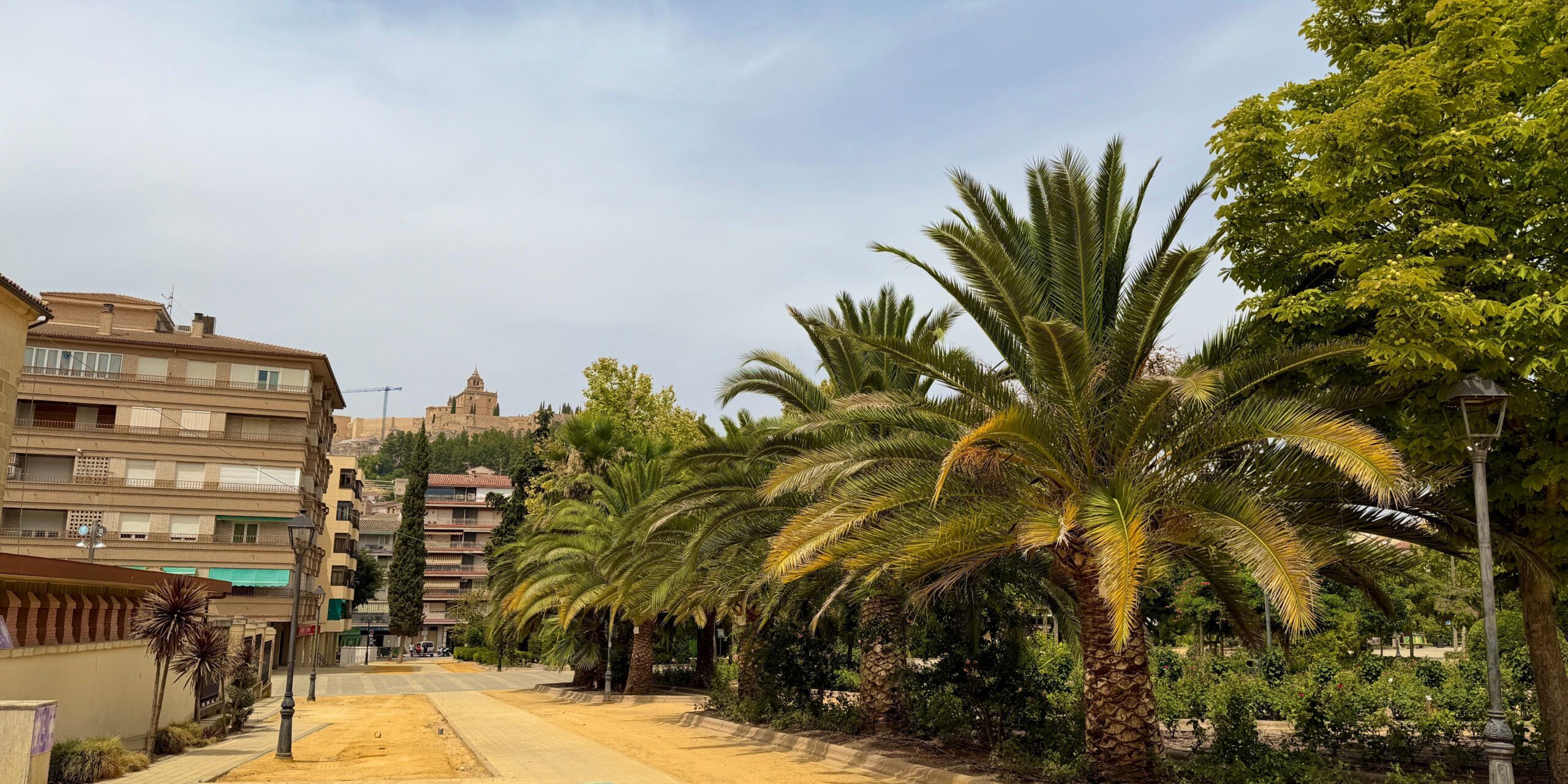 Palmeras paseo picudo rojo